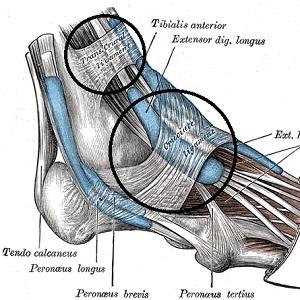 where-is-the-cruciate-ligament-of-the-foot