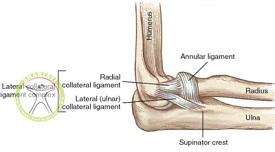 http://scpt.ir/uploads/Lateral-collateral-ligament-complex.jpg