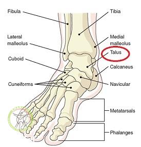 http://scpt.ir/uploads/Osteochondritis-Dissecans-OCD-Talus-ankle-2.jpg