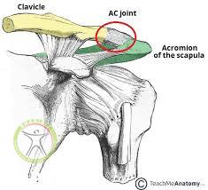 acromioclavicular joint shariati