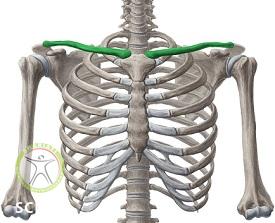 http://scpt.ir/uploads/clavicle-anatomy.jpg