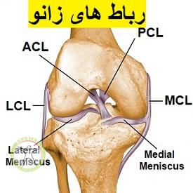 http://scpt.ir/uploads/cruciate-ligament-of-the-knee-1.jpg