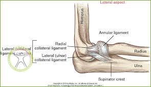 elbow ligament anatomy