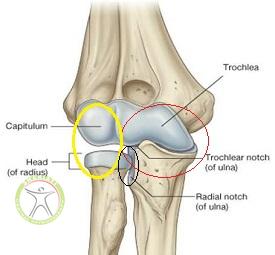 http://scpt.ir/uploads/elbow-joint-anatomy-1.jpg