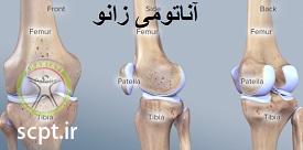 http://scpt.ir/uploads/knee-anatomy-djd.jpg