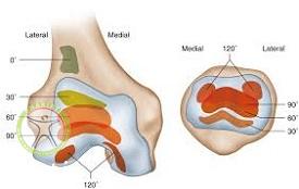 http://scpt.ir/uploads/knee-cartilage-anatomy.jpg