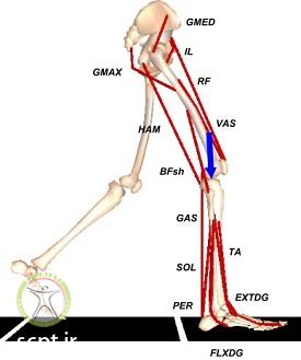 http://scpt.ir/uploads/knee-muscle-forces.jpg