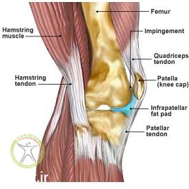 http://scpt.ir/uploads/knee-tendon-anatomy.jpg