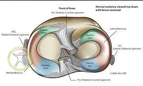 http://scpt.ir/uploads/meniscus anatomy knee.jpg