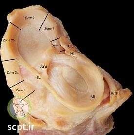 http://scpt.ir/uploads/meniscus-anatomy-3.jpg