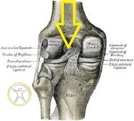 http://scpt.ir/uploads/pcl-anatomy-meniscofemoral-ligament-anterior.jpg