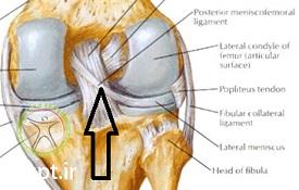 http://scpt.ir/uploads/pcl-anatomy-meniscofemoral-ligament-posterior.jpg