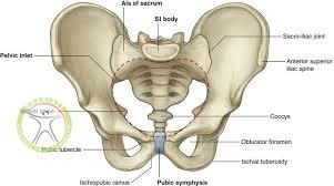 http://scpt.ir/uploads/pubic anatomy 1.jpg