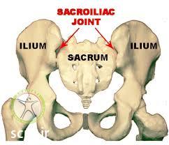 sacroiliac pelvis anatomy