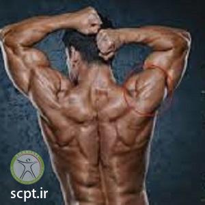 http://scpt.ir/uploads/shoulder exercises.jpg