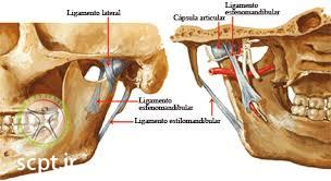 http://scpt.ir/uploads/temporomandibular joint ligaments.jpg