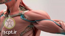 http://scpt.ir/uploads/thoracic-outlet-syndrome-anatomy.jpg