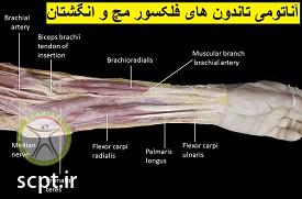 http://scpt.ir/uploads/wrist-tendons-anatomy.jpg