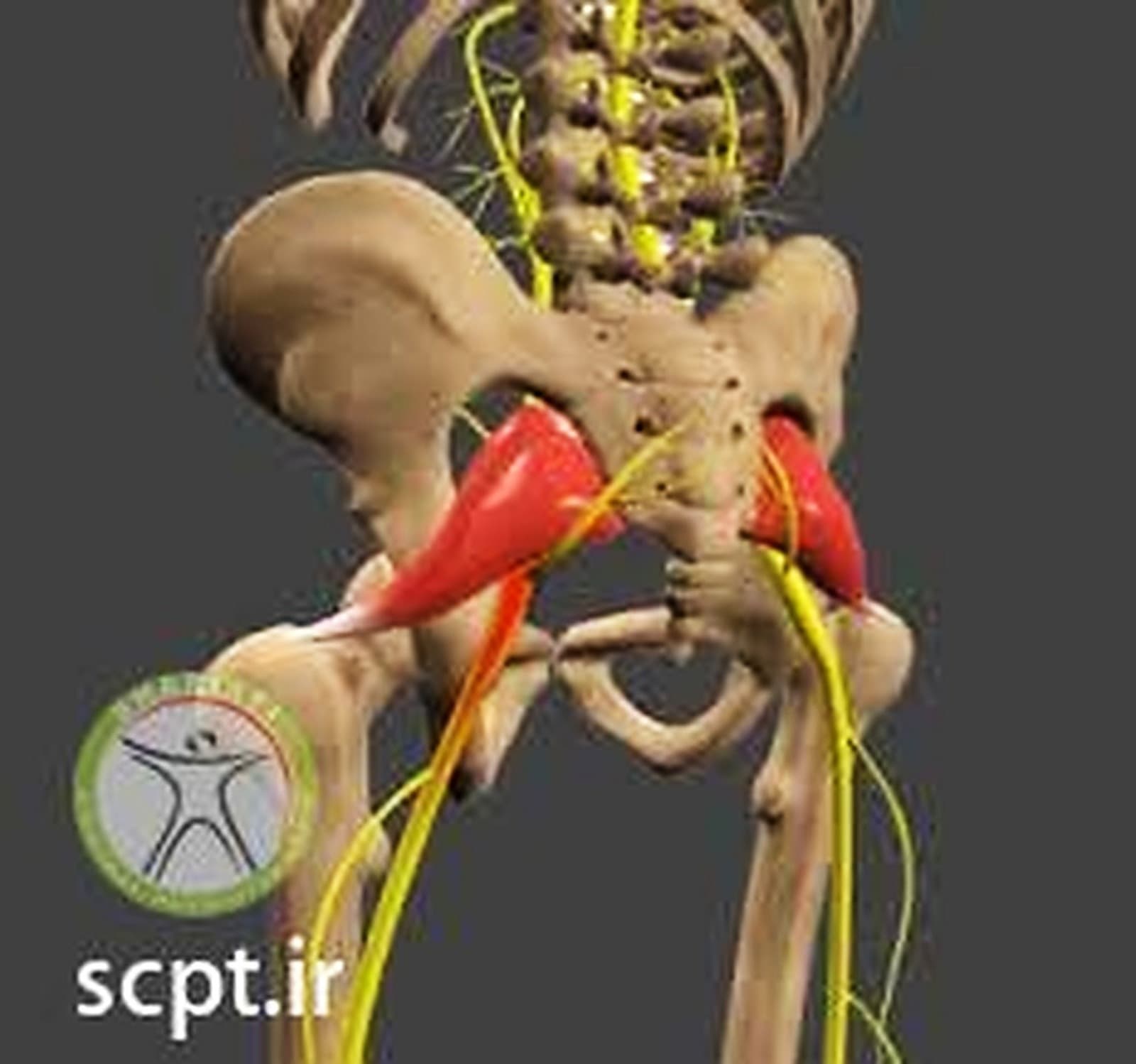 بهترین ورزش برای دیسک کمر و سیاتیک-فیزیوتراپی شریعتی-دکتر رضایی