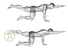 https://scpt.ir/uploads/Bird-Dog-Pose-1.jpg