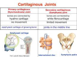 http://scpt.ir/uploads/Cartilaginous joint.jpg