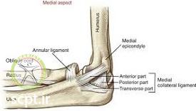 http://scpt.ir/uploads/Medial-collateral-ligament-elbow.jpg