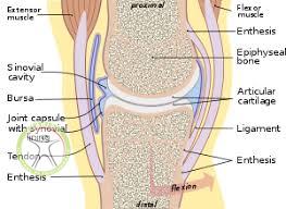 http://scpt.ir/uploads/Synovial joint 1.jpg