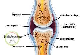 http://scpt.ir/uploads/Synovial joint.jpg