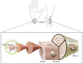 http://scpt.ir/uploads/Tendon-structure-shariati-clinic-physiotherapy.jpg