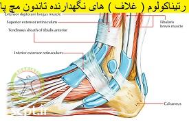 http://scpt.ir/uploads/cruciate-ligament-foot-2.jpg