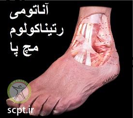 http://scpt.ir/uploads/cruciate-ligament-foot-5.jpg