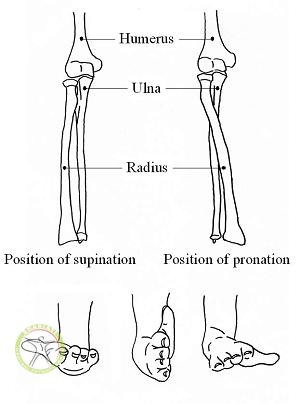 http://scpt.ir/uploads/elbow supination pronation.png