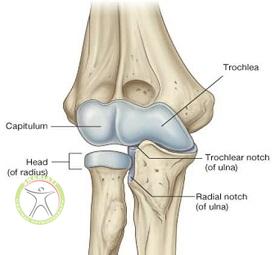 http://scpt.ir/uploads/elbow-joint-anatomy.jpg