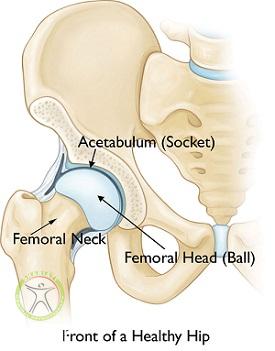 http://scpt.ir/uploads/femoral-neck-anatomy.jpg