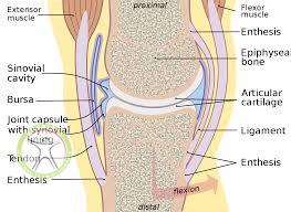 joint anatomy