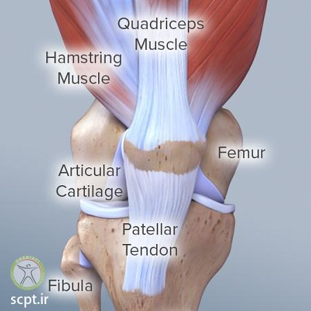 http://scpt.ir/uploads/knee-anatomy-1.jpg