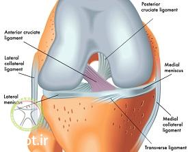 http://scpt.ir/uploads/knee-ligaments-anatomy.jpg