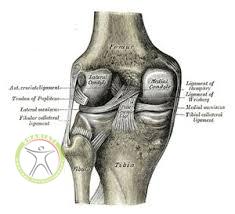 http://scpt.ir/uploads/medial collateral ligament meniscus.jpg