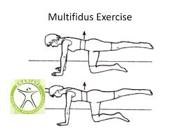 http://scpt.ir/uploads/multifidus lumbar exercises.png