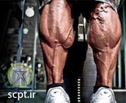 http://scpt.ir/uploads/muscle spam cramp leg strenghtening exercise.jpg