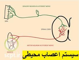 http://scpt.ir/uploads/peripheral-nervous-system.jpg
