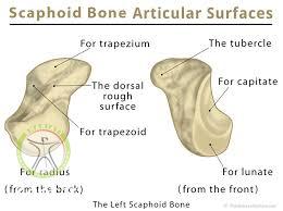 http://scpt.ir/uploads/scaphoid anatomy articular surfaces.jpg