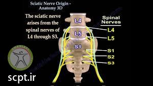 sciatic nerve origin
