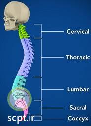 http://scpt.ir/uploads/spine anatomy.jpg