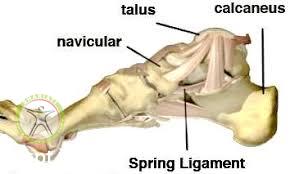http://scpt.ir/uploads/spring ligament plantar pain.jpg