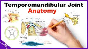 http://scpt.ir/uploads/temporomandibular joint anatomy.jpg